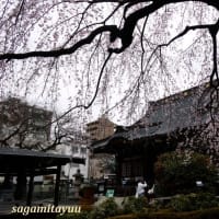 町田「法要山浄運寺」の「しだれ桜」が見頃を迎えた！！