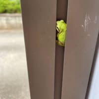雨がえる