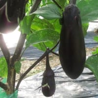 7月、ある休日のあれこれ（1）