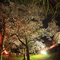 夜桜　その2