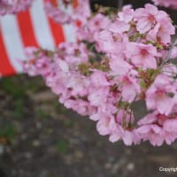2024京都・平野神社の桜