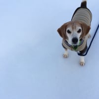 雨降って、雪固まる！