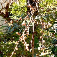 「写真＆俳句！」 何の山も莟は笑まず探梅行