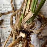 寒蘭　ズポ抜け「青々01216(青斗)」