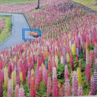 探せば、あるあるパート2：歓声の花咲き、圧巻３万本が咲き誇る「ルピナス」の丘に行って来た。