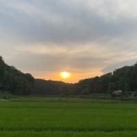 紫陽花