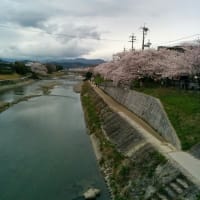 出町柳の桜