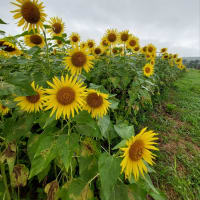 ひまわり🌻