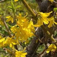 春の草花が一斉に庭に咲きました！