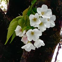 今年の桜咲いた 。☆：・。＊☆：・。＊
