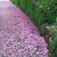 八恵桜の絨毯