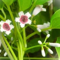 7月上旬の花写ン歩