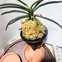 紅梅牡丹