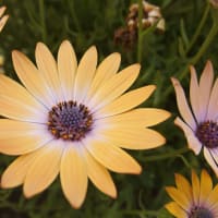 愛知豊明花き地方卸売市場