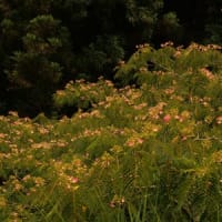 　合歓の木の花　　　　　　　　　　　　　　　　　　　　　　