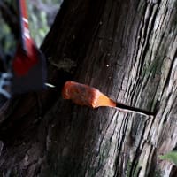 【第3805回】山師