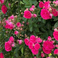 通りすがりに見た花々と庭に咲いた花たち