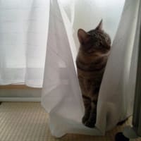ふわりのいたずらコレクション