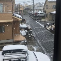 「春待心（しゅんたいしん）」