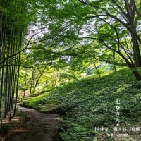 笹の葉さらさら、、、。