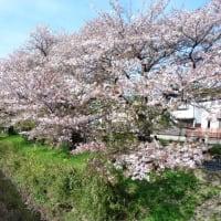 新坂川残桜と花いかだ