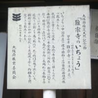 難宗寺のイチョウ