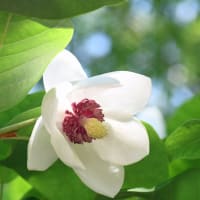 京都府立植物園の花々（オオヤマレンゲなど）