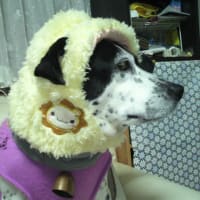🐾歴代保護犬達　No.4🐾