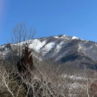 桜はまだまだ