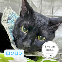 6/7リブライフ譲渡会ありがとうございました！