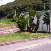 ソテツの剪定