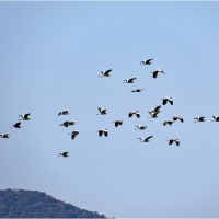コハクチョウが故郷へ帰る頃