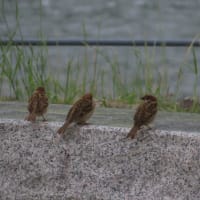 出会った生き物たち～宇治川散歩2025/5下旬（5）