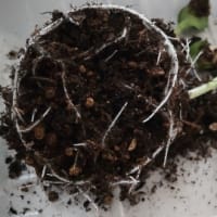 生ゴミのカボチャの種をポット苗に植えてみたら、ぐんぐんと成長して焦った件