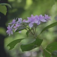 紫陽花 ～ 雨の日