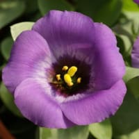 春～初夏の花：トルコギキョウ