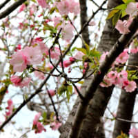 目黒川のさくらと中目黒公園