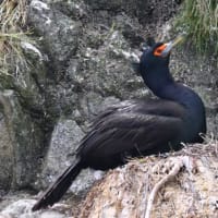 北海道で出会った鳥たちⅫ‼️ 2025.7.10   撮影