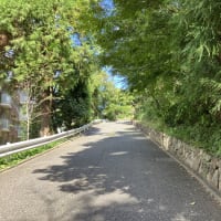 秋薔薇偵察に鳩山会館へ