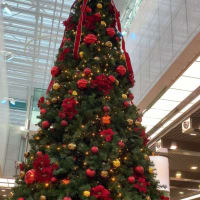 ゆうきと みづきの アゼリアの Christmas tree
