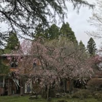 枝垂れ桜リレー