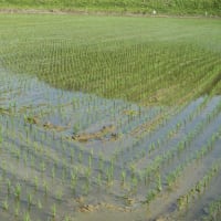 🧹🐍❻　    夏至・・・　ネジバナの螺旋を昇る　　『2030年すべてが加速する世界に備えよ』の嫌な印象