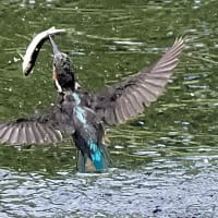 後ろ向きお魚銜え　2025.7.7