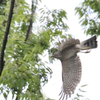 心に残る情景*「鳥景」見沼の小さな森、ツミの家族