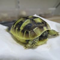 25えぱ２号誕生ヽ(^o^)丿