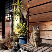 坂の街の猫たち　2025年2月　その9