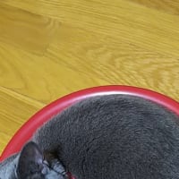 赤い彗星の洗面器
