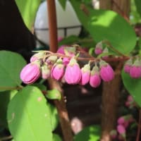 昨日は「母の日」でした。