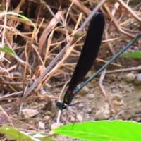 石津川沿い～高橋から毛穴大橋～