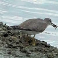 カニ獲ったど！